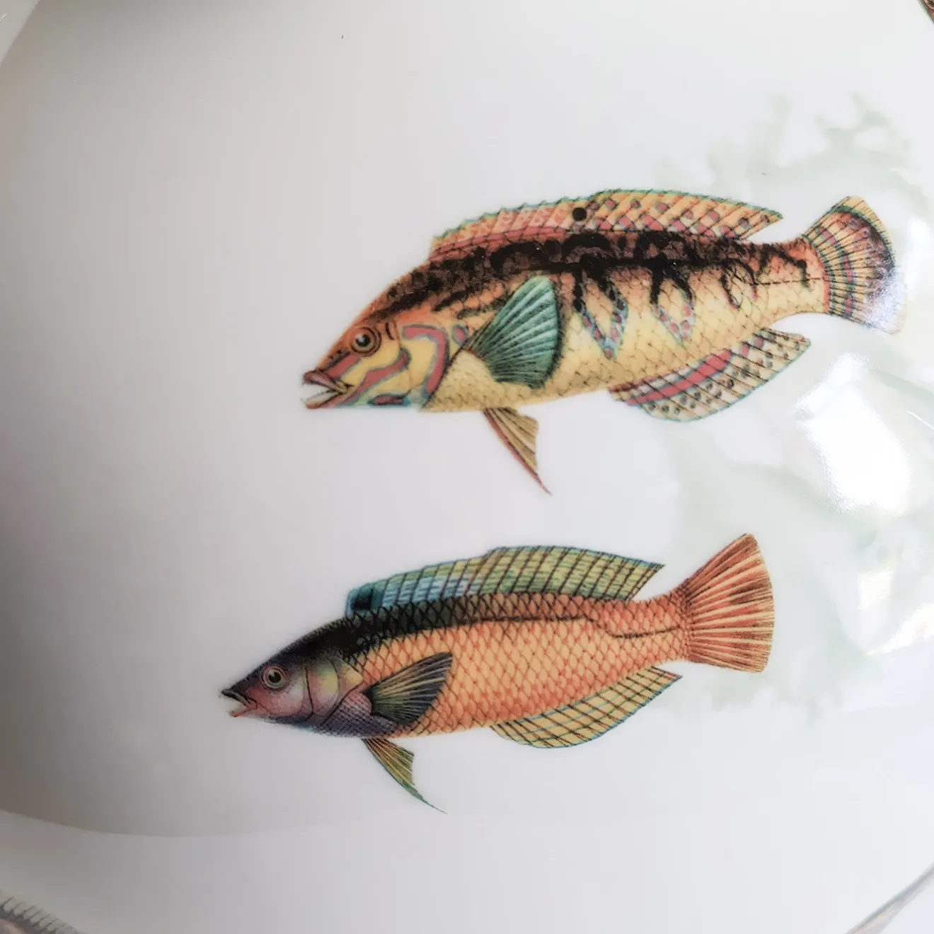 Grand Tour by Vito Nesta Amami Amphora Vaso in porcellana con pesci tropicali H32Cm