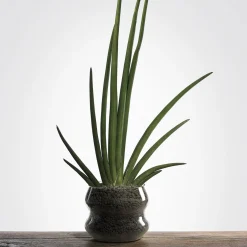 Blueside Perugia Cachepot Peacock in vetro