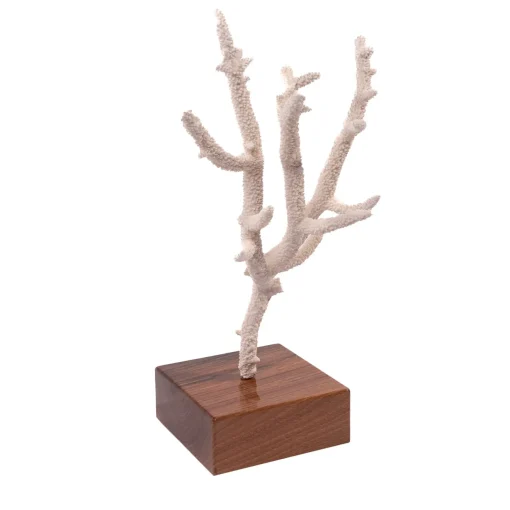 Marricreo Corallo di Acropora Nobilis su base di noce