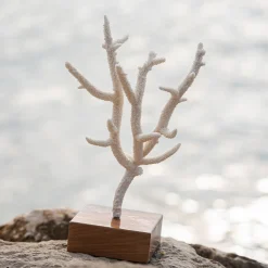 Marricreo Corallo di Acropora Nobilis su base di noce
