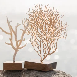 Marricreo Corallo di Acropora Nobilis su base di noce