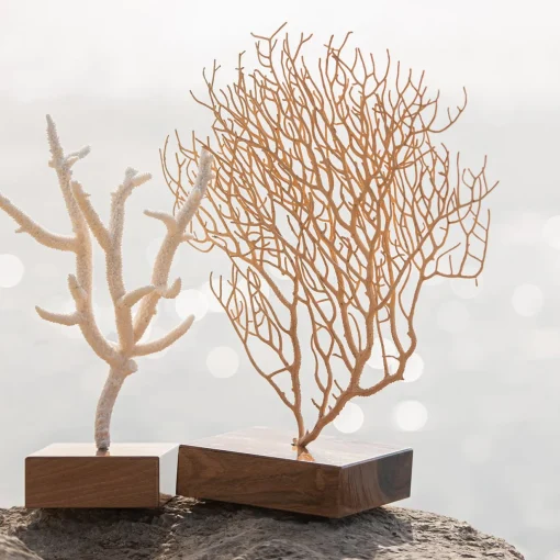 Marricreo Corallo di Acropora Nobilis su base di noce