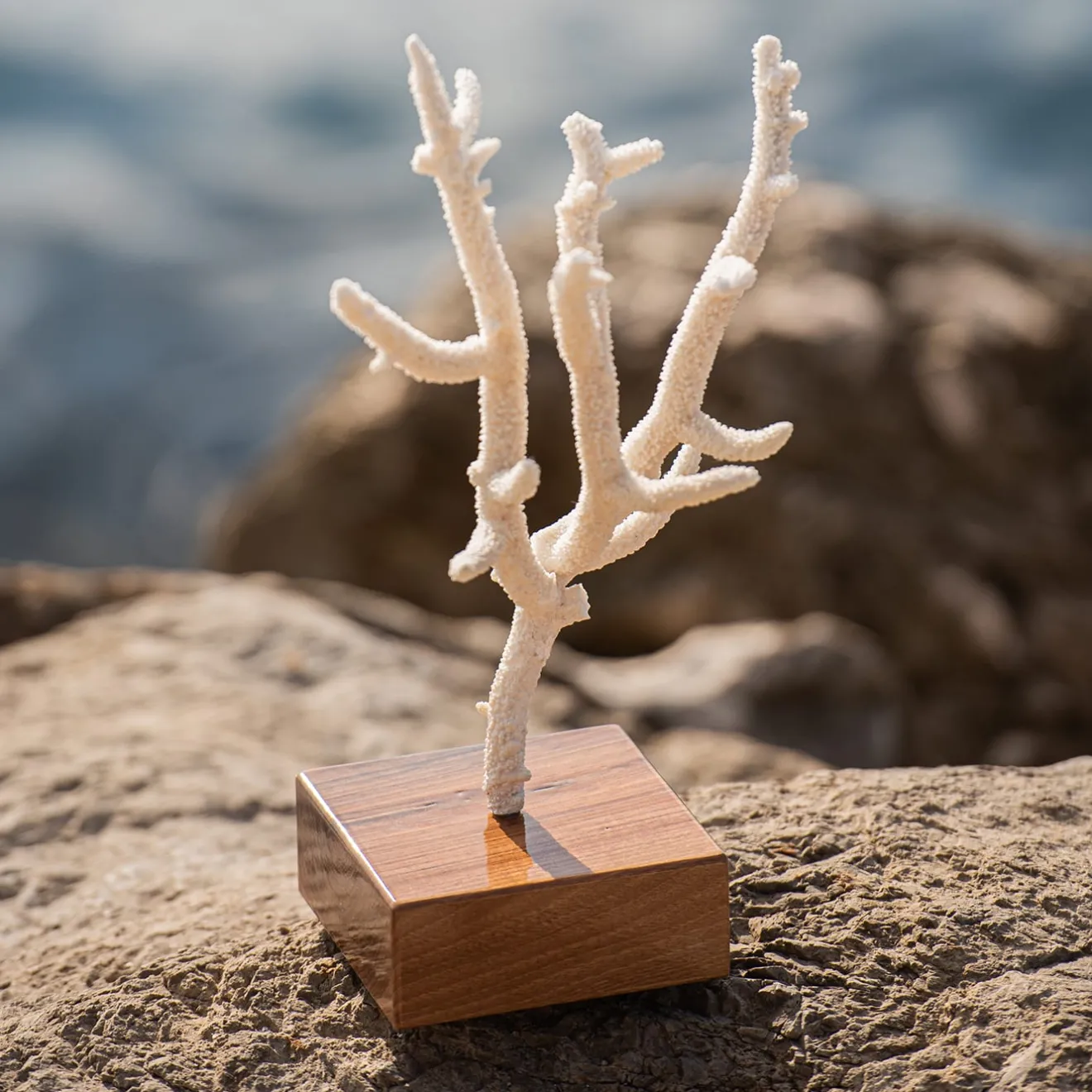 Marricreo Corallo di Acropora Nobilis su base di noce