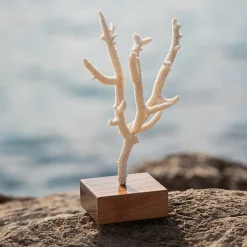 Marricreo Corallo di Acropora Nobilis su base di noce