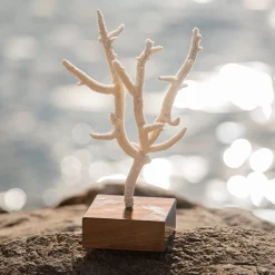 Marricreo Corallo di Acropora Nobilis su base di noce