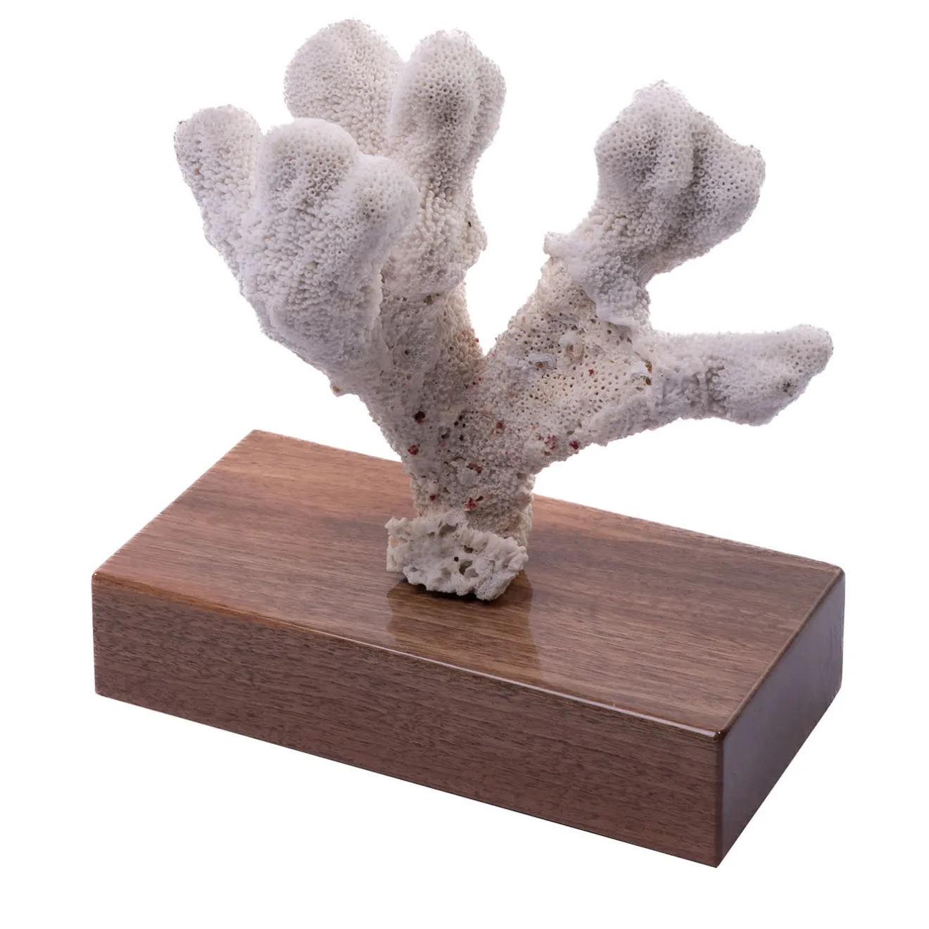 Marricreo Corallo di Acropora Palifera su base di noce