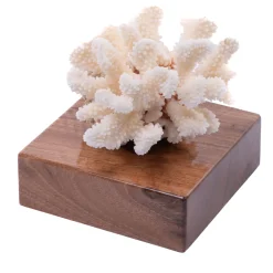 Marricreo Corallo Pocillopora Meandrina su base di noce