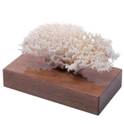 Marricreo Corallo Seriatopora Istrix su base di noce