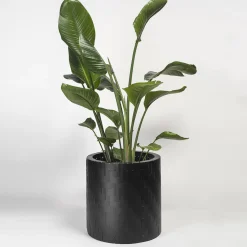 Splot Design Hedera Black Abatellis Cachepot