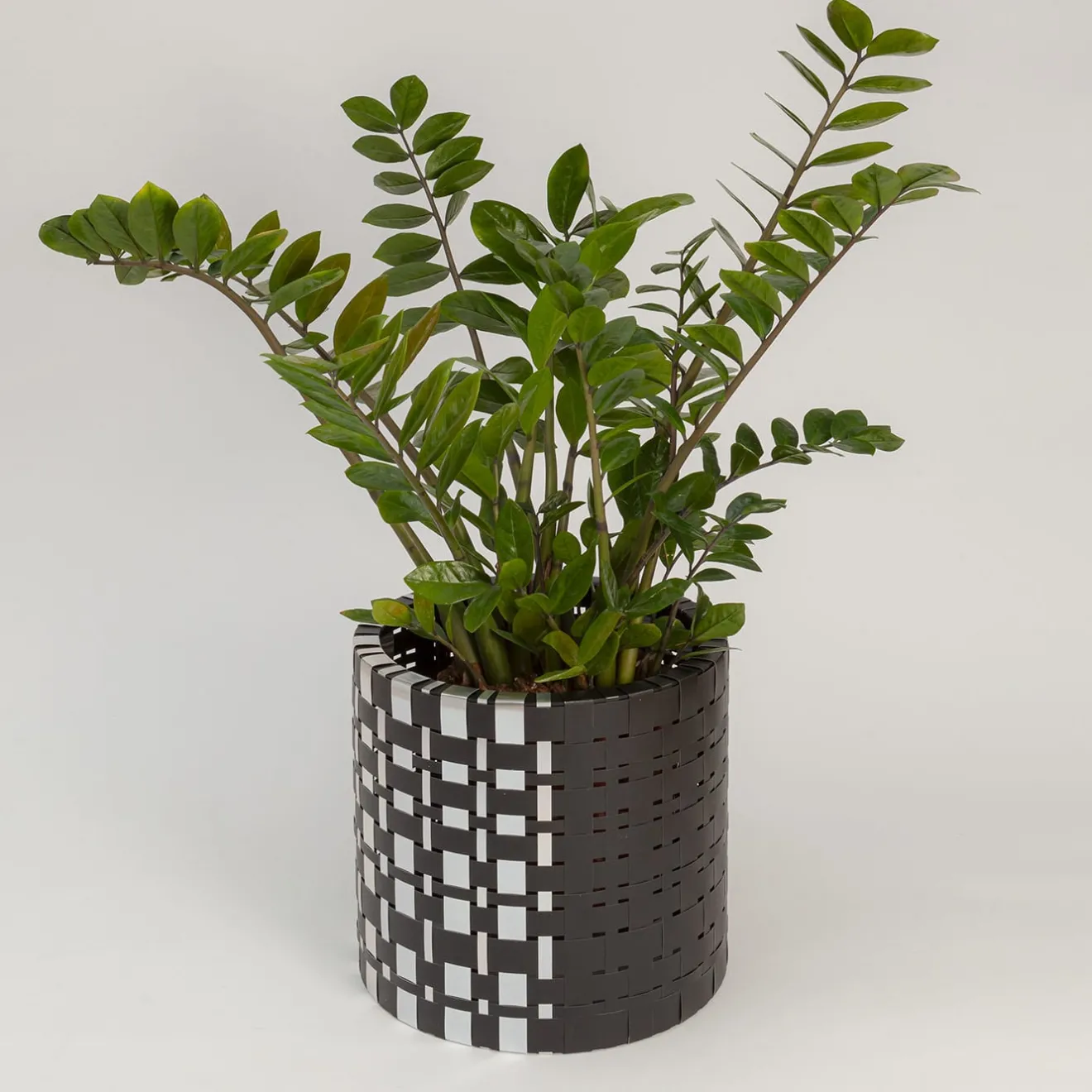Splot Design Lux Trabem Cachepot nero