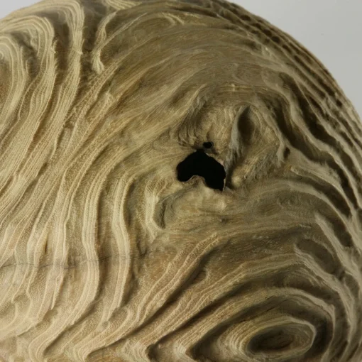 Nicola Tessari Scultura sferica di locuste nere di forma cava Impossiballs
