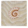 Giovanni De Maio Set di 25 piastrelle Thalassa Avana Shell #D