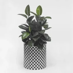 Splot Design Splot4flowers Cachepot ottico nero