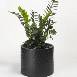Splot Design Vitis Nero Abatellis Cachepot