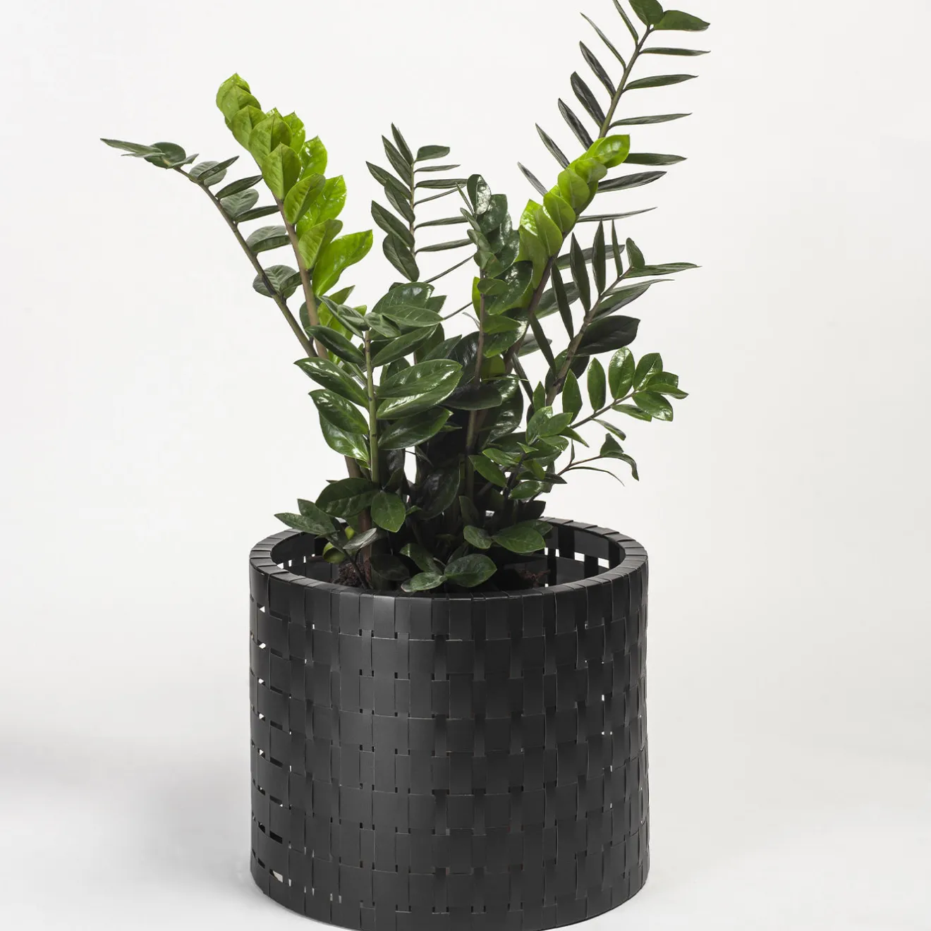 Splot Design Vitis Nero Abatellis Cachepot